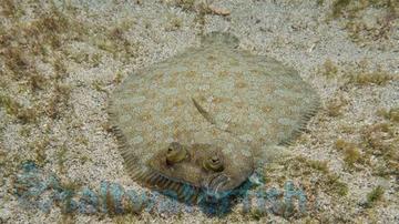 Flounder
