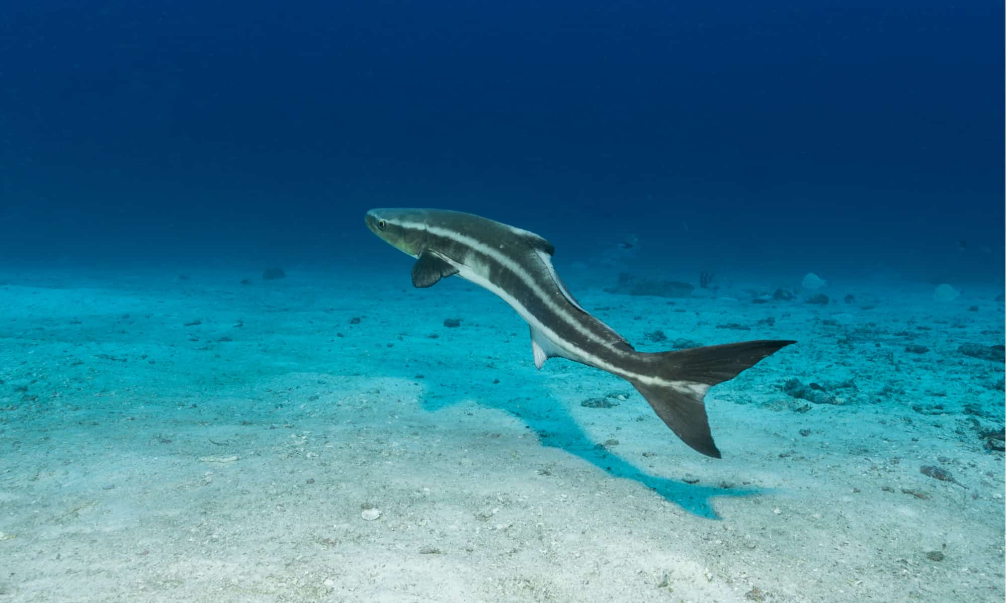 Cobia