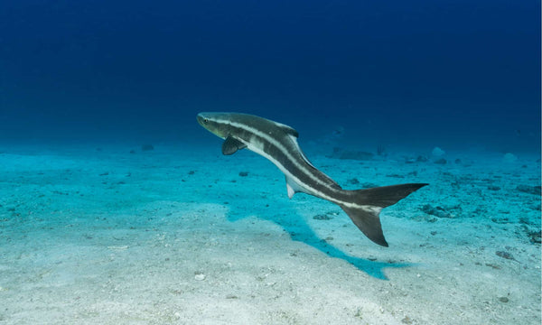 Cobia