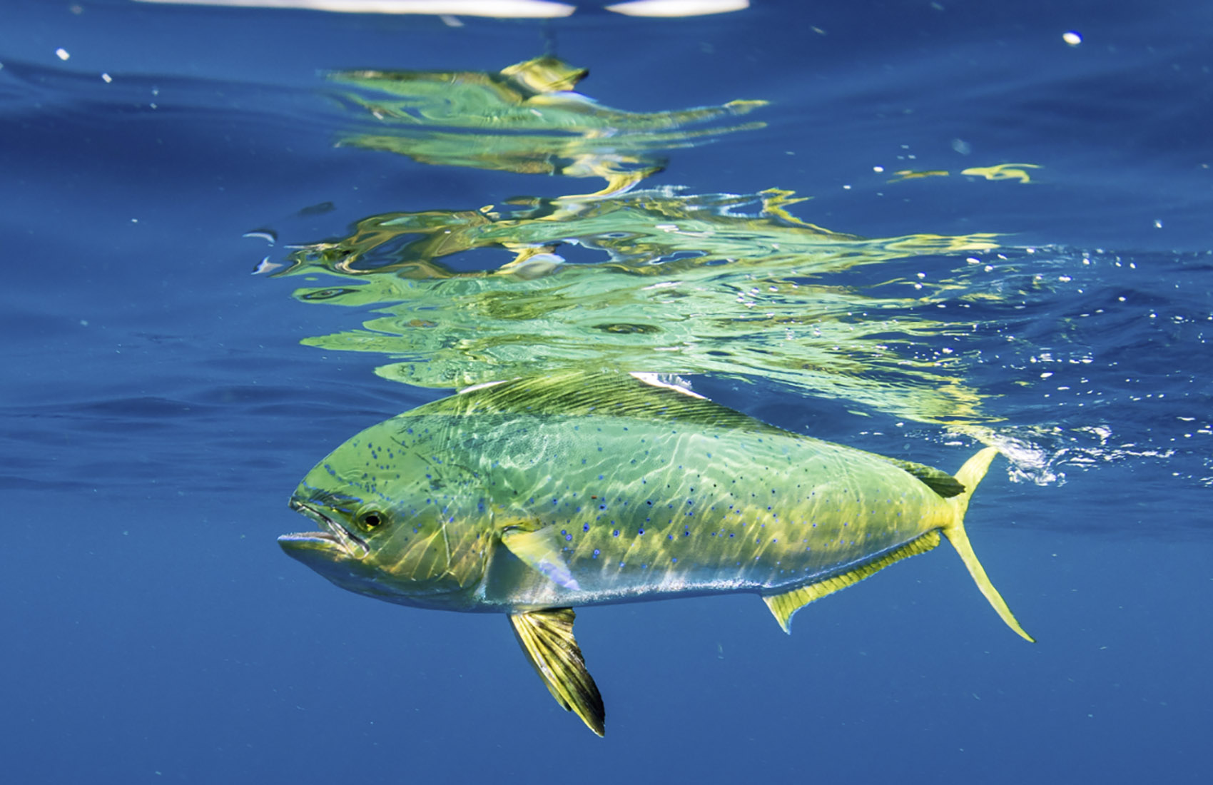 Mahi Mahi