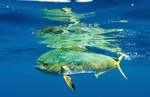 Mahi Mahi
