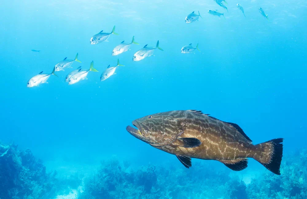 Grouper