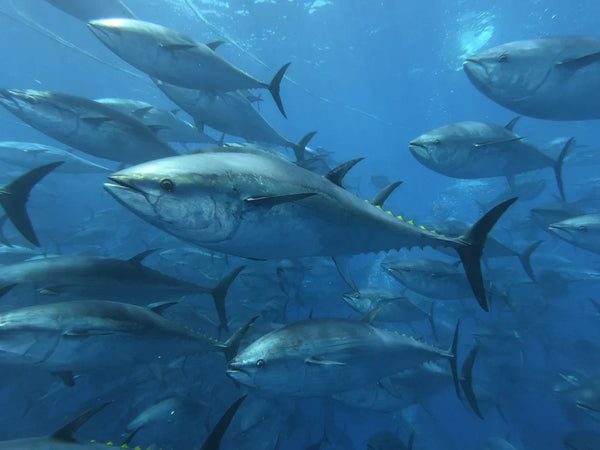 Tuna