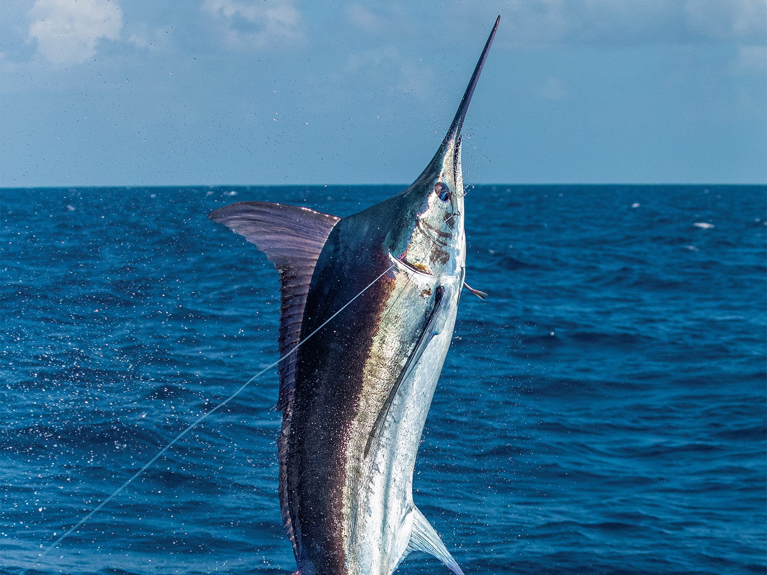 Marlin