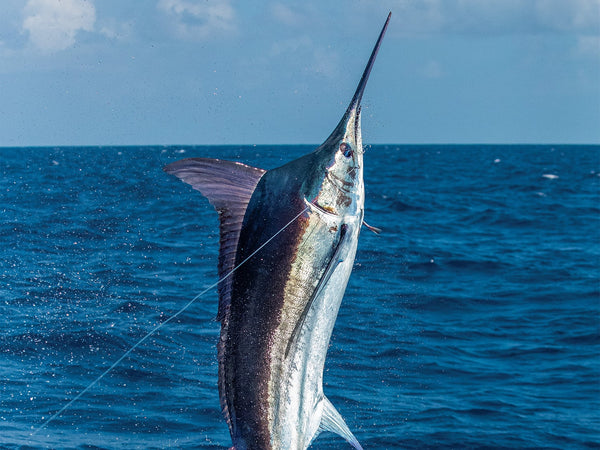 Marlin
