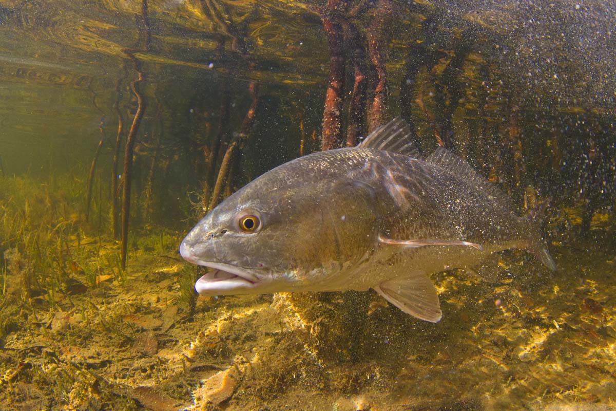 Red Drum