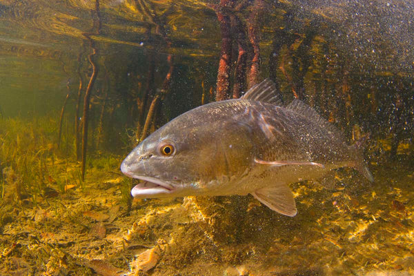 Red Drum