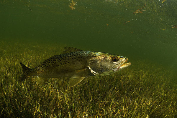 Speckled Trout
