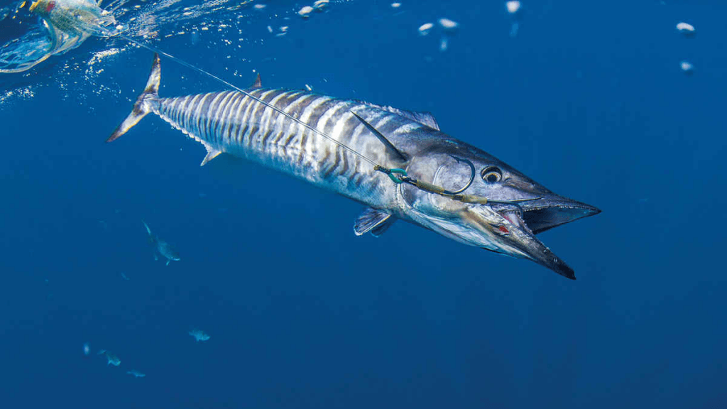 Wahoo / Kings